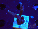 WYSIWYG Montipora Polype Violet 1U4