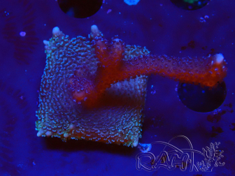 WYSIWYG Montipora Polype Violet 1U6