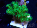 WYSIWYG Pocillopora damicornis gelb grün