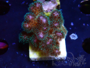 WYSIWYG Pocillopora damicornis pink