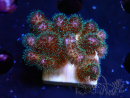 WYSIWYG Pocillopora damicornis pink