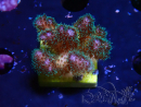 WYSIWYG Pocillopora damicornis rosa