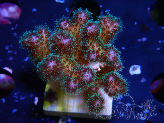WYSIWYG Pocillopora damicornis pink