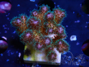WYSIWYG Pocillopora damicornis rosa