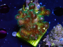 WYSIWYG Pocillopora damicormis Oro folle