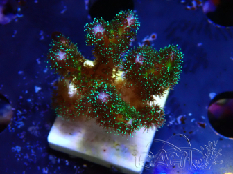 WYSIWYG Pocillopora damicornis Gold insane