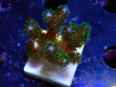 WYSIWYG Pocillopora damicormis Gold insane