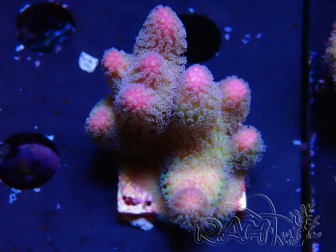 WYSIWYG Stylophora pistillata Pink