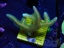 WYSIWYG Seriatopora caliendrum Hybrid (Uccello del paradiso-Neon) 1F5