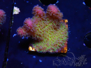 WYSIWYG - Stylophora Arbusto Rosa y Verde