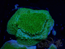 WYSIWYG Montipora Meseta Amarillo/Verde