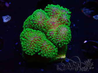 WYSIWYG Stylophora Rose fluorescent green polyps