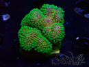 WYSIWYG Stylophora Rosa polipi verde fluorescente