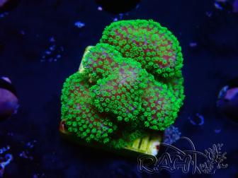 WYSIWYG Stylophora Rose fluorescent green polyps