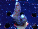 WYSIWYG Stylophora milka 1I1