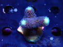 WYSIWYG Stylophora milka