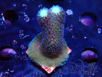 WYSIWYG Stylophora milka