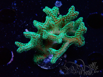 WYSIWYG Seriatopora caliendrum Verde Eléctrico