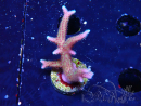 WYSIWYG Seriatopora caliendrum Rosa