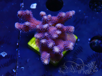 WYSIWYG Stylophora Purple Thin Branch