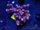 WYSIWYG Stylophora Rami Sottile Viola