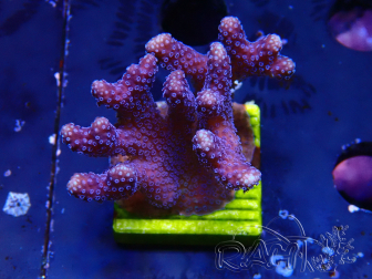 WYSIWYG Stylophora Purple Thin Branch 1M6