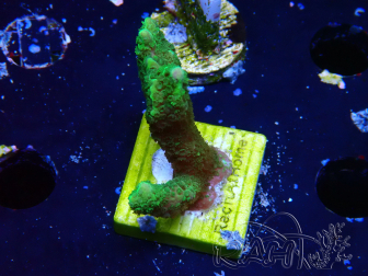 WYSIWYG - Montipora digitata verde
