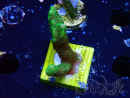 WYSIWYG - Green Montipora digitata