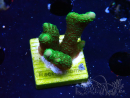 WYSIWYG- Montipora digitata vert 1N2