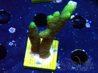WYSIWYG - Green Montipora digitata