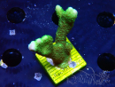 WYSIWYG- Montipora digitata vert