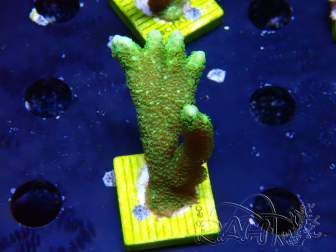 WYSIWYG- Montipora digitata vert 1N5