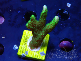 WYSIWYG - Montipora digitata verde