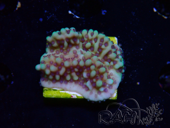 WYSIWYG Montipora undata 1O4