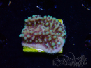 WYSIWYG Montipora undata 1O4