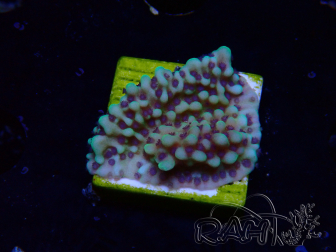 WYSIWYG Montipora undata 1O5