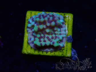 WYSIWYG Montipora undata