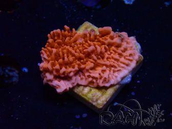 WYSIWYG Montipora Rotes Plateau