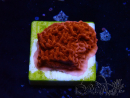 WYSIWYG Montipora Red Plateau
