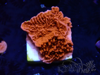 WYSIWYG Red Montipora Plateau