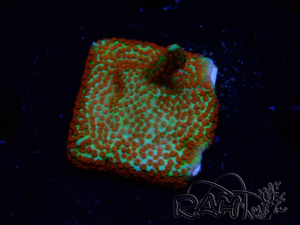 WYSIWYG Montipora Fire Forest 1Q3