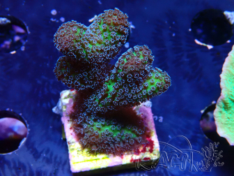 WYSIWYG Stylophora Pinkish 1Q6