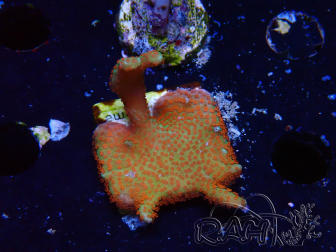 WYSIWYG Montipora digitata 1R1