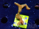 WYSIWYG Montipora digitata