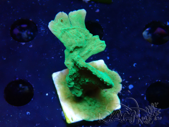 WYSIWYG Montipora Plateau Vert Pomme