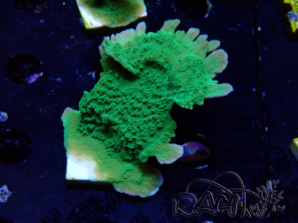 WYSIWYG Montipora Piattaforma Verde Mela