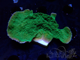 WYSIWYG Montipora Plateau Vert Pomme