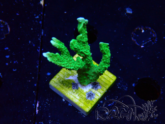 WYSIWYG Montipora stellata 1S1