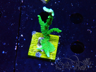 WYSIWYG Montipora stellata 1S2