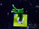 WYSIWYG Montipora stellata 1S3